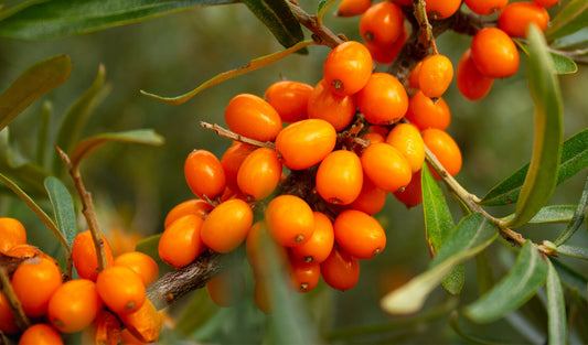Get Your "Best Skin Ever" With Sea Buckthorn Oil