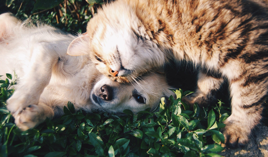 Thanksgiving Meaning of "Gratitude" Cats & Dogs